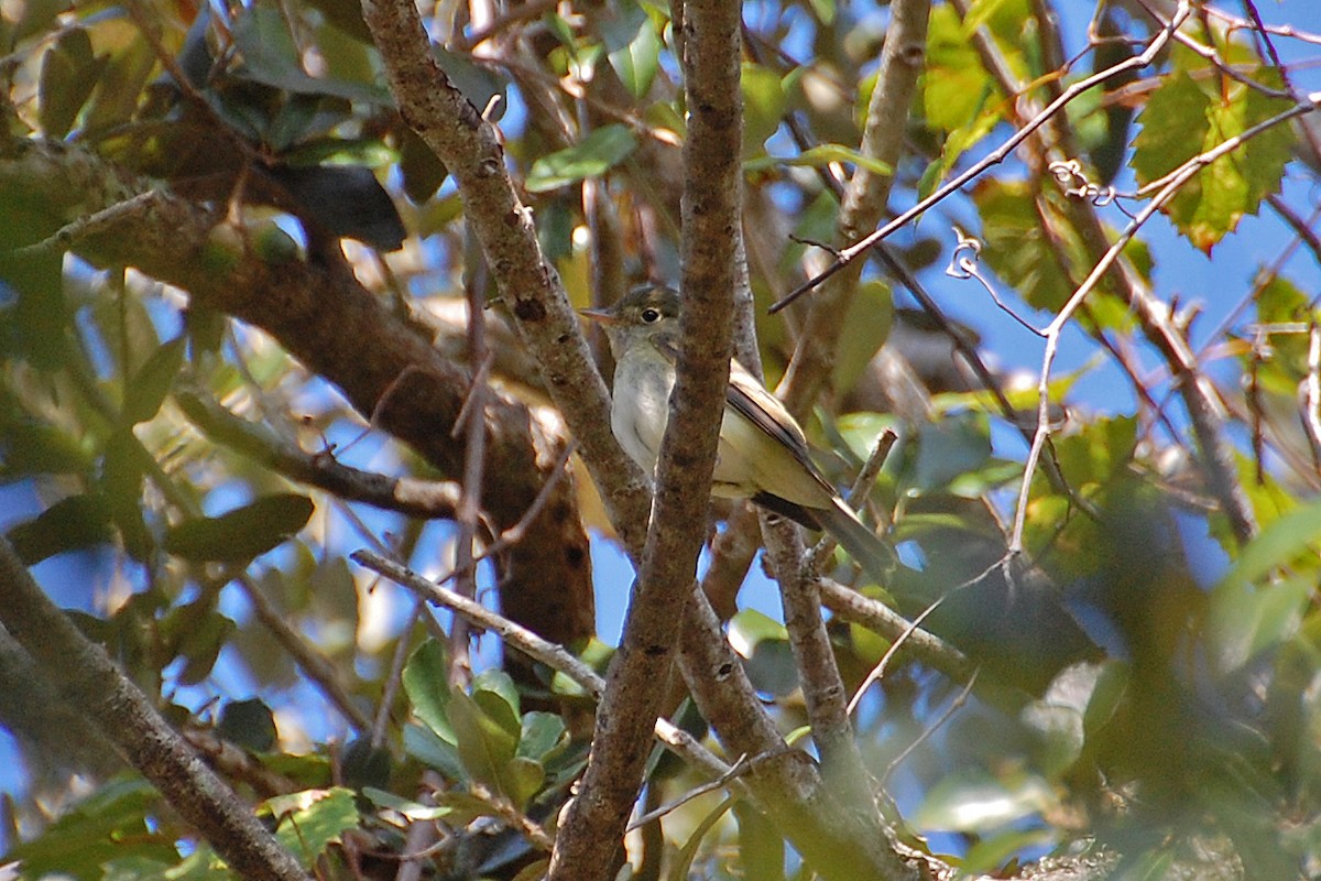 Acadian Flycatcher - ML212322961