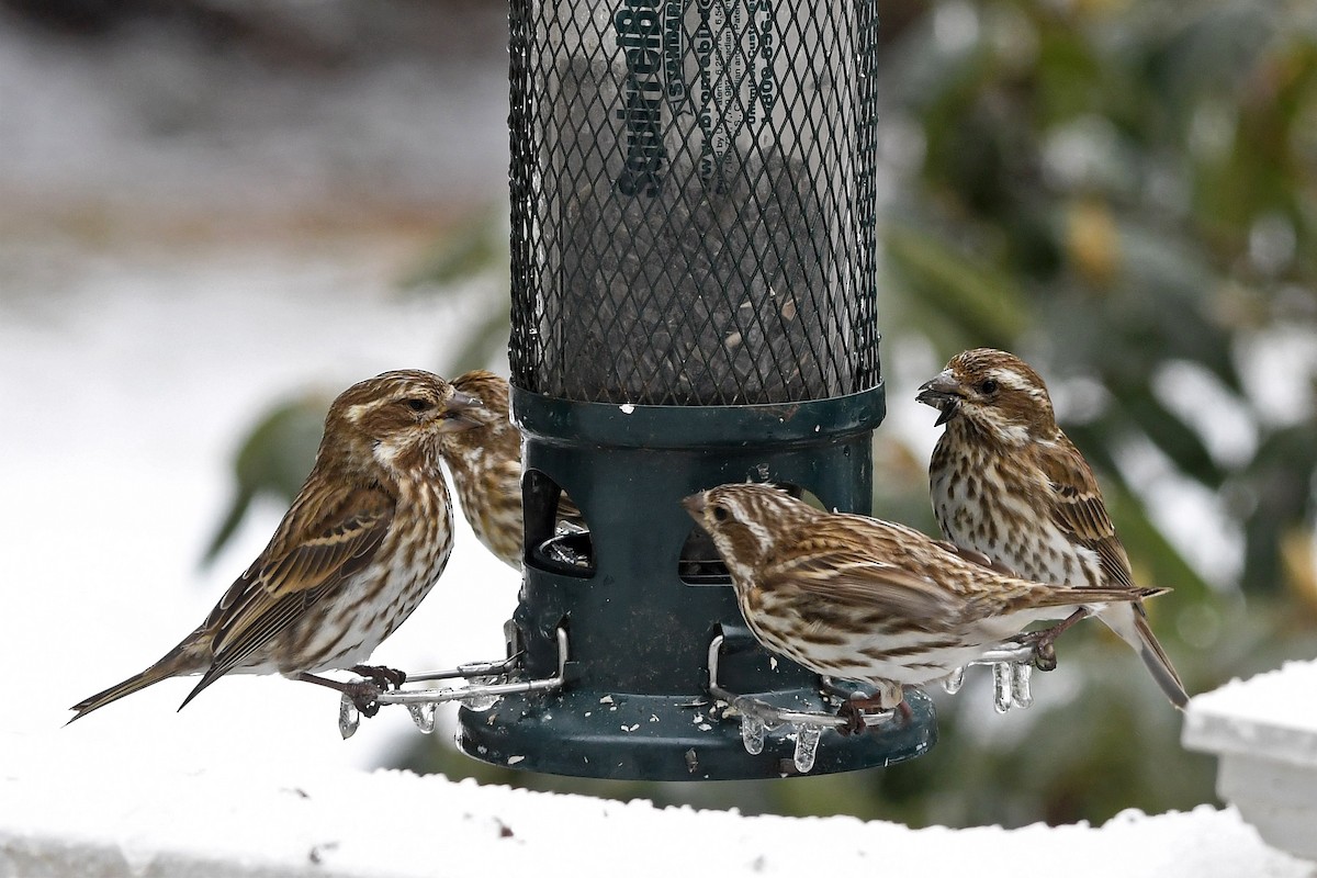 Purple Finch - ML212324771