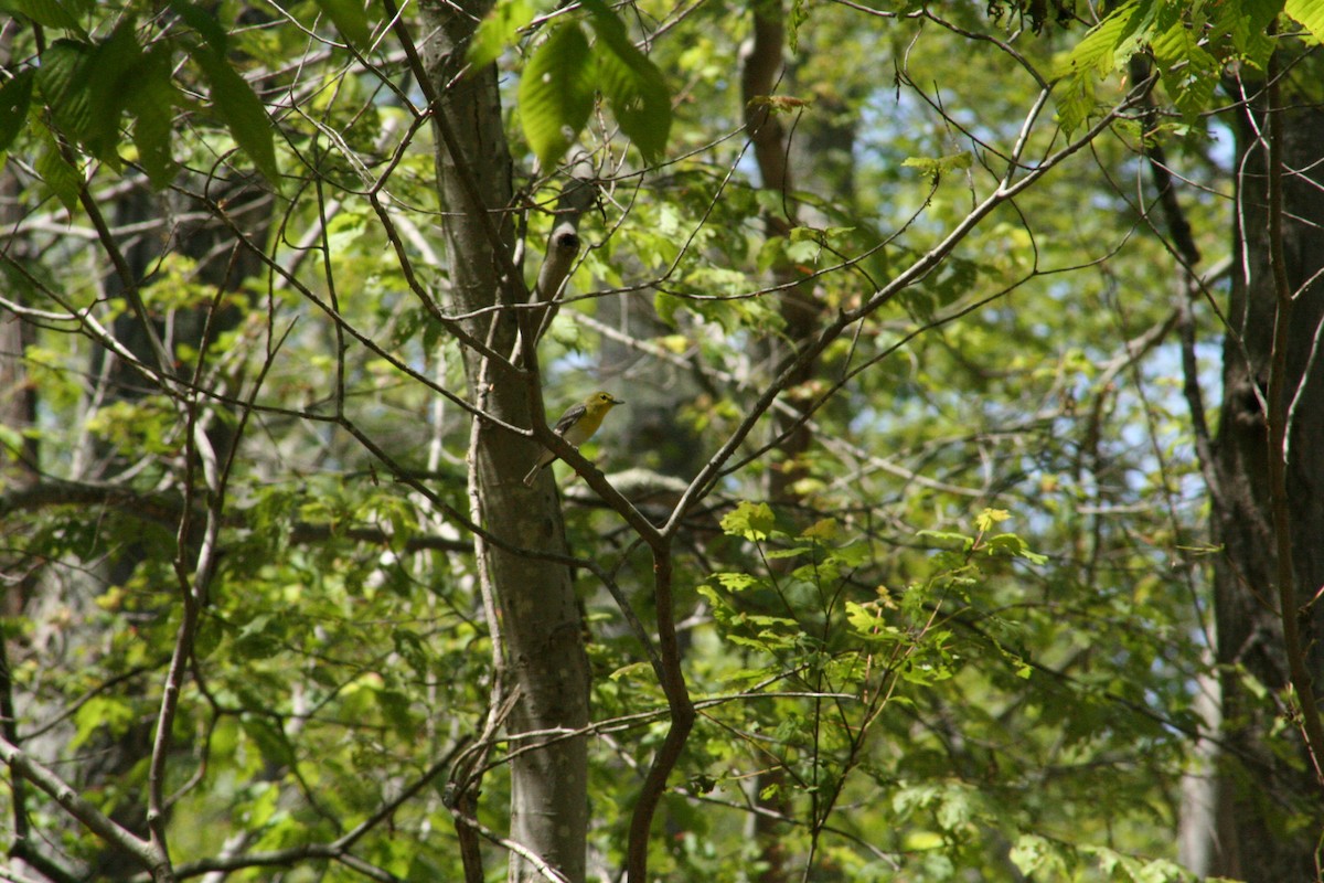 Yellow-throated Vireo - ML212325571