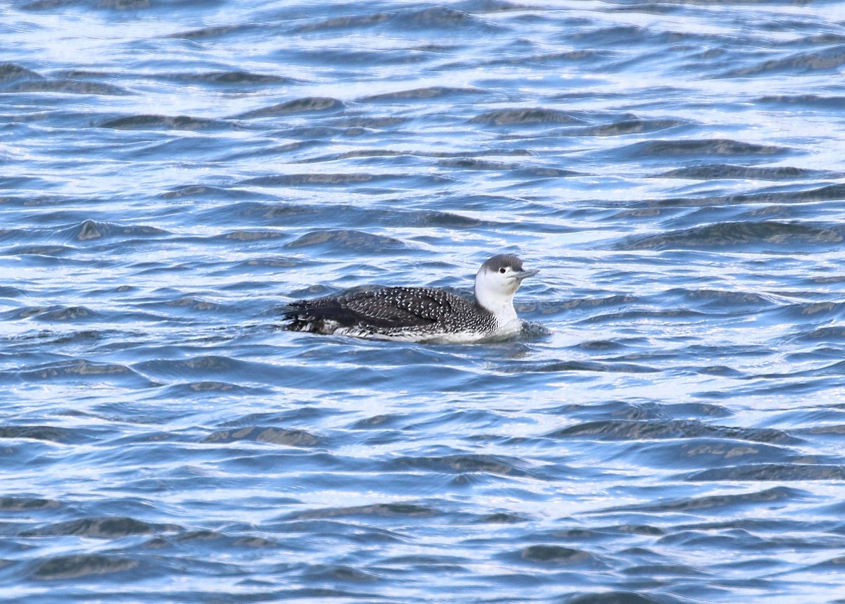 Red-throated Loon - ML212326581