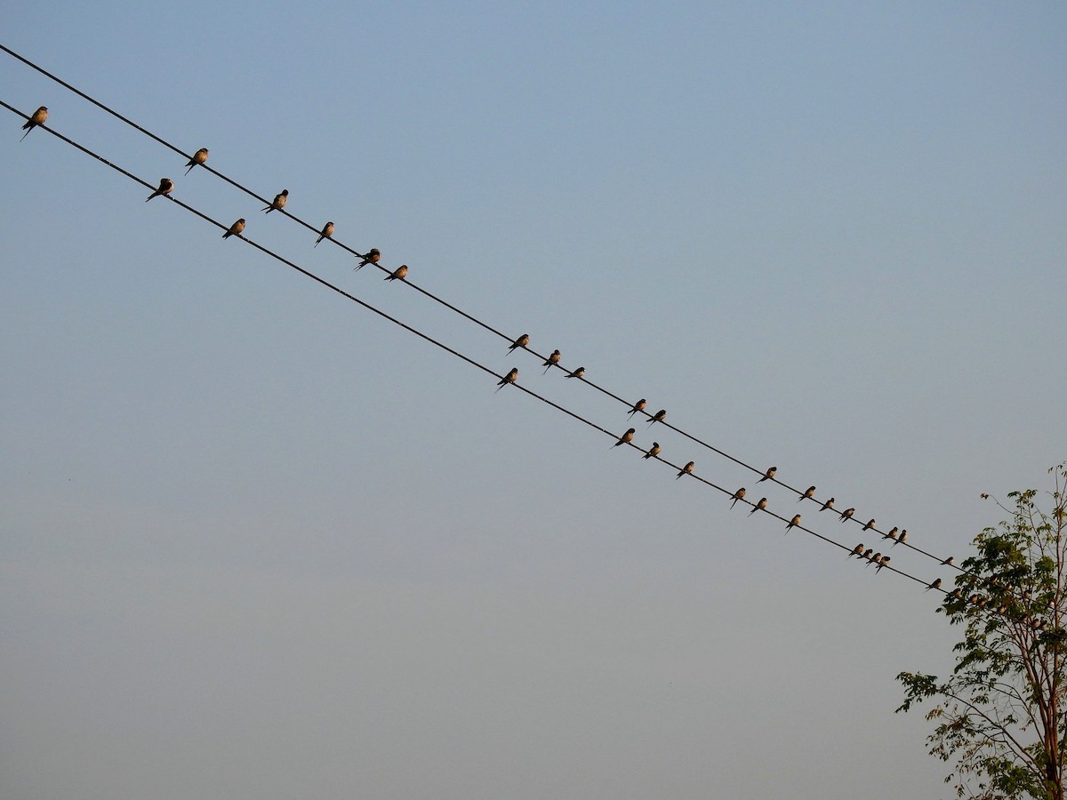 Red-rumped Swallow - ML212327201