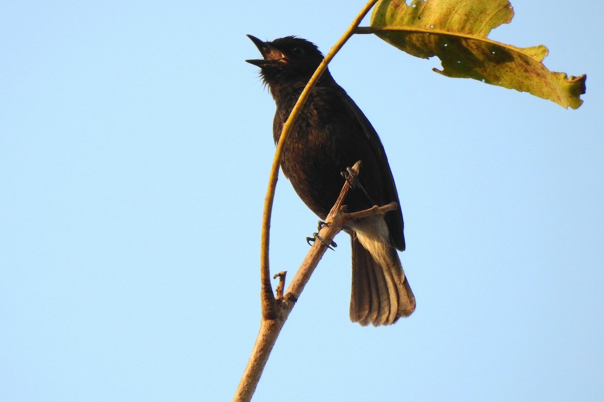 Pied Bushchat - ML212327451