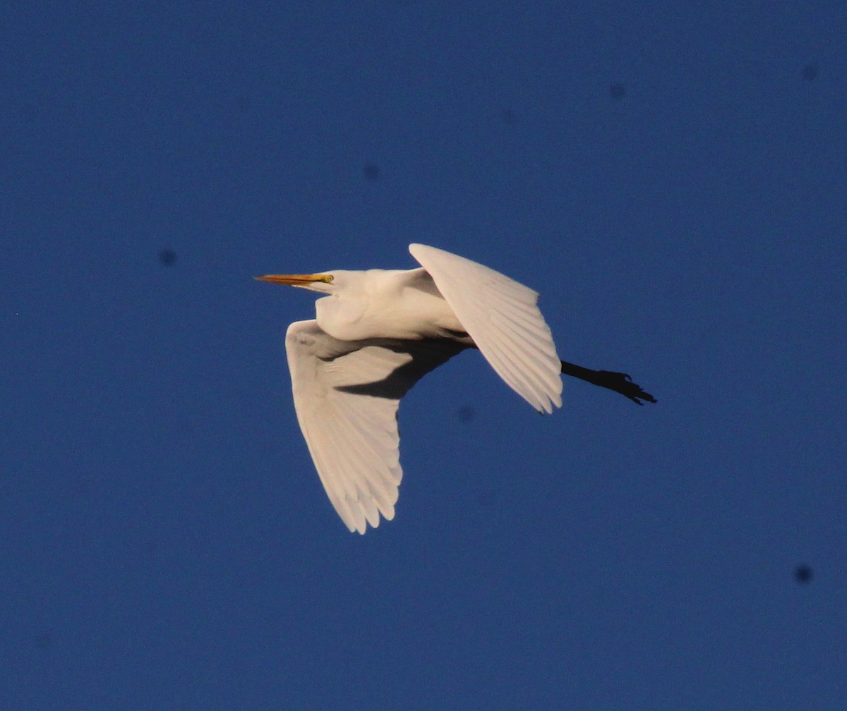 Great Egret - Paul Fenwick