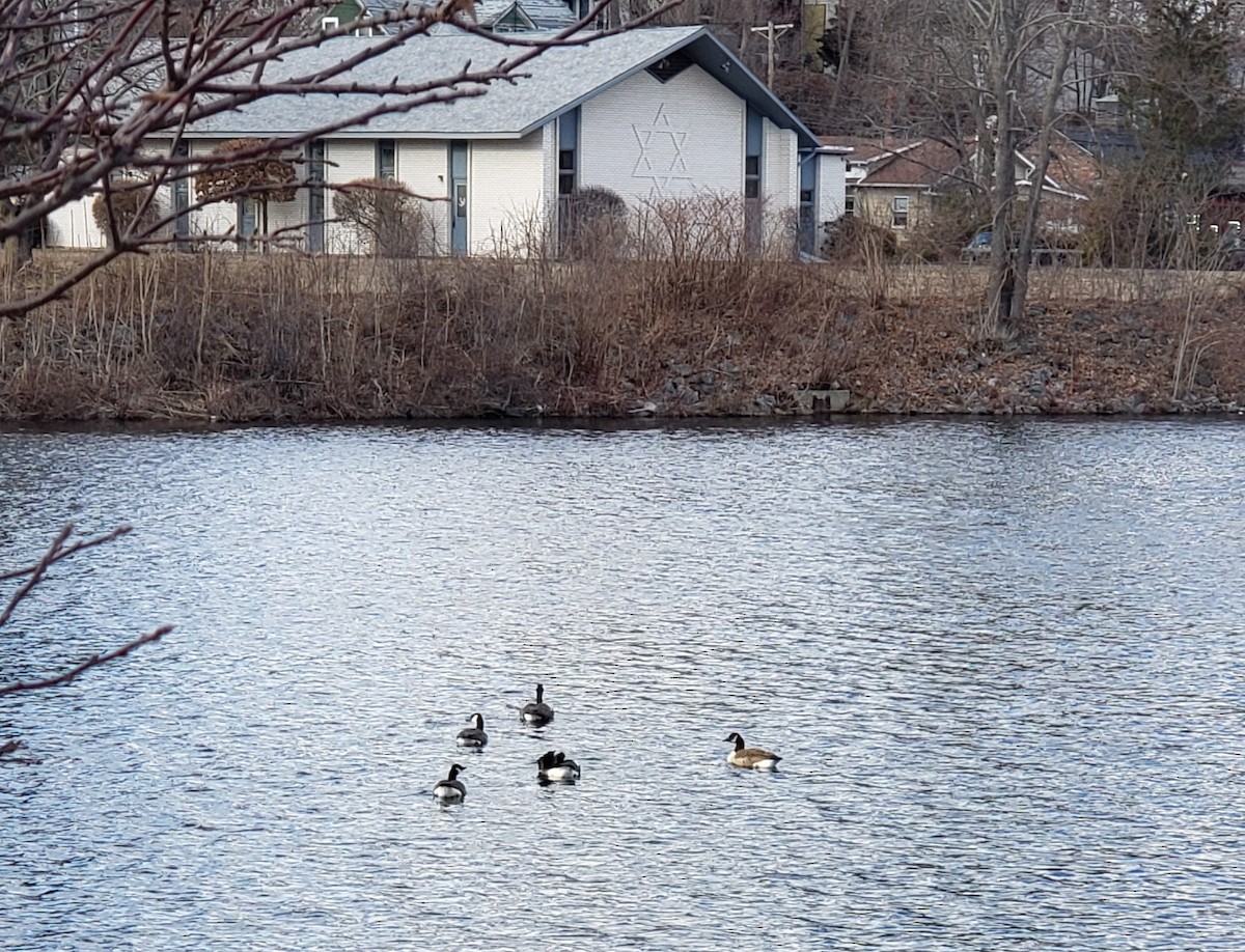 Canada Goose - ML212327801