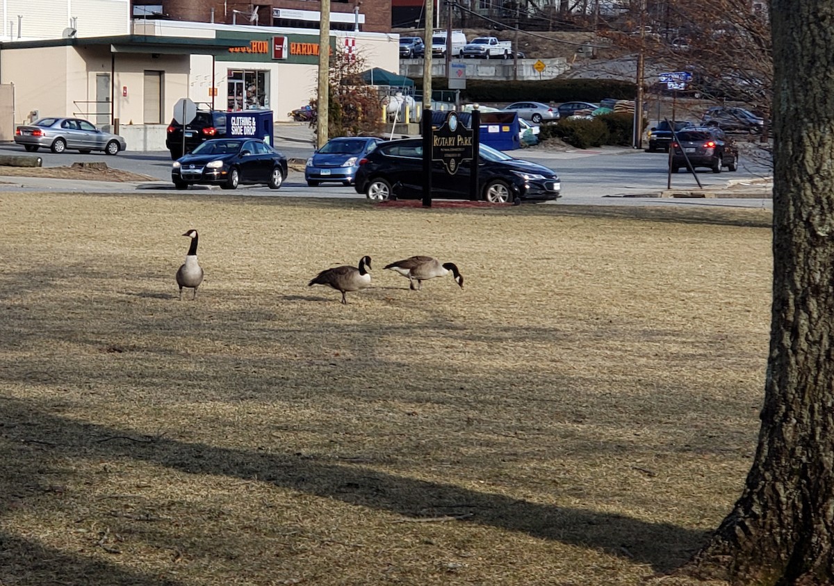 Canada Goose - ML212327941