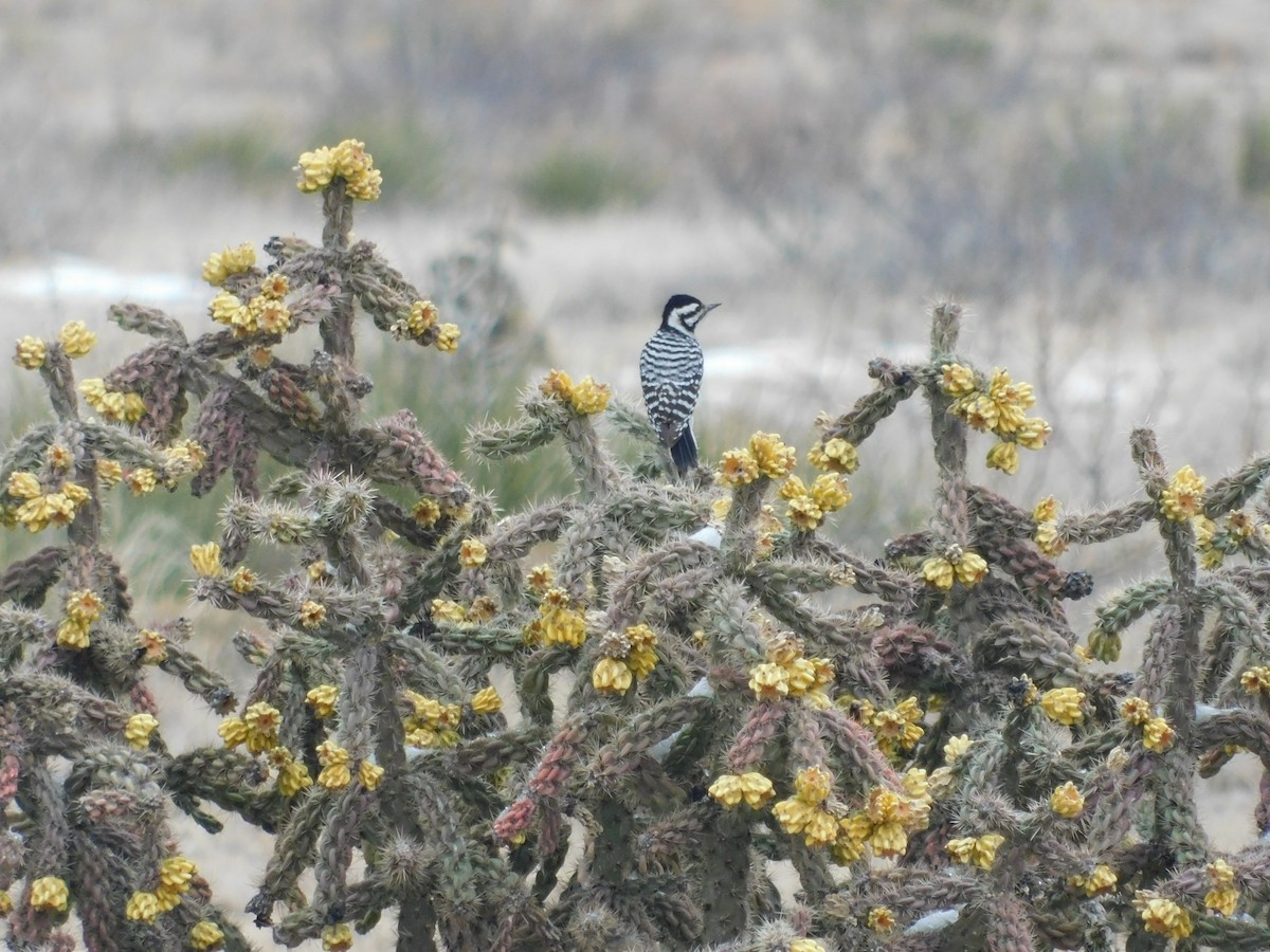 Ladder-backed Woodpecker - ML212328361