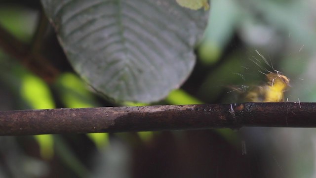 Golden Babbler - ML212331261