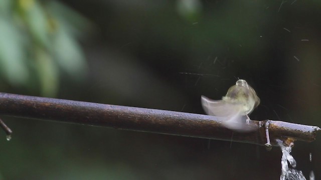 Mosquitero sp. - ML212331421