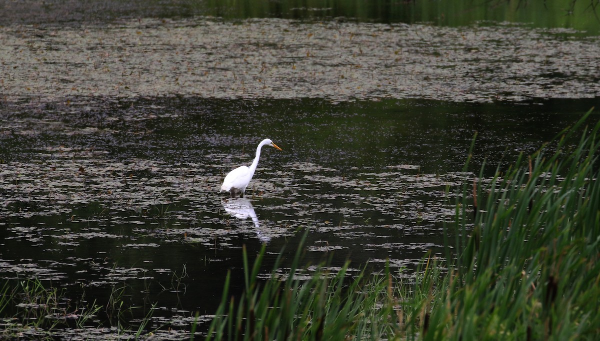 Great Egret - ML212331871