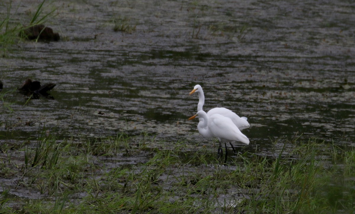 Great Egret - ML212331921