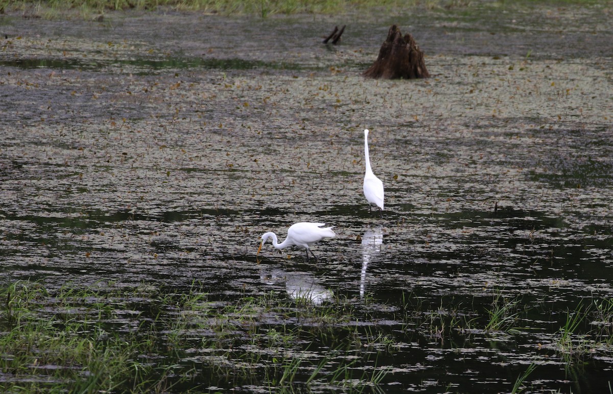 Great Egret - ML212331941