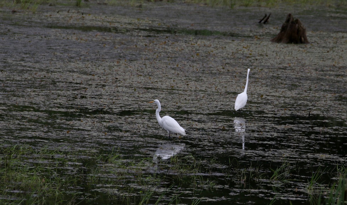 Great Egret - ML212332101