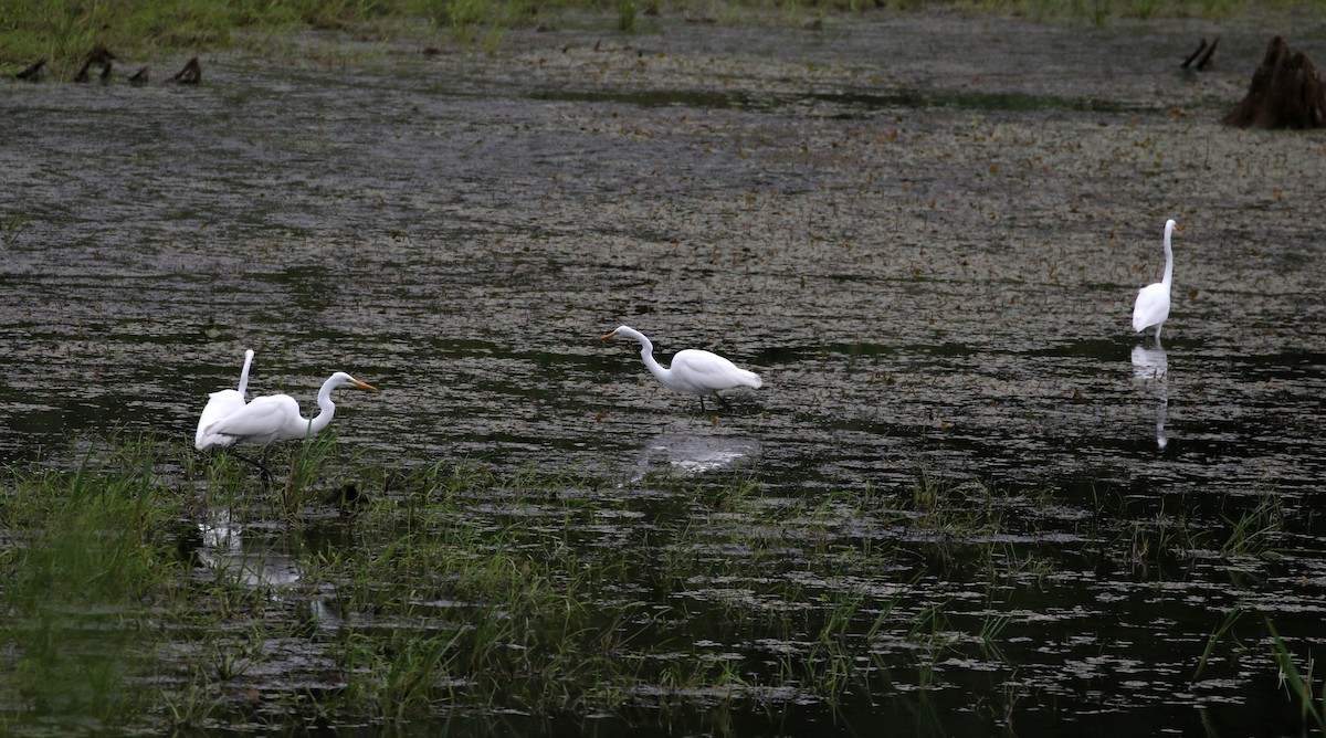 Great Egret - ML212332121