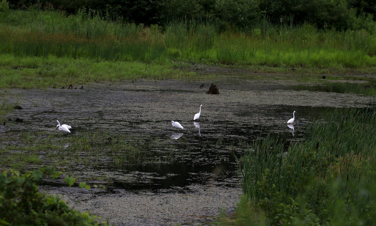 Great Egret - ML212332181