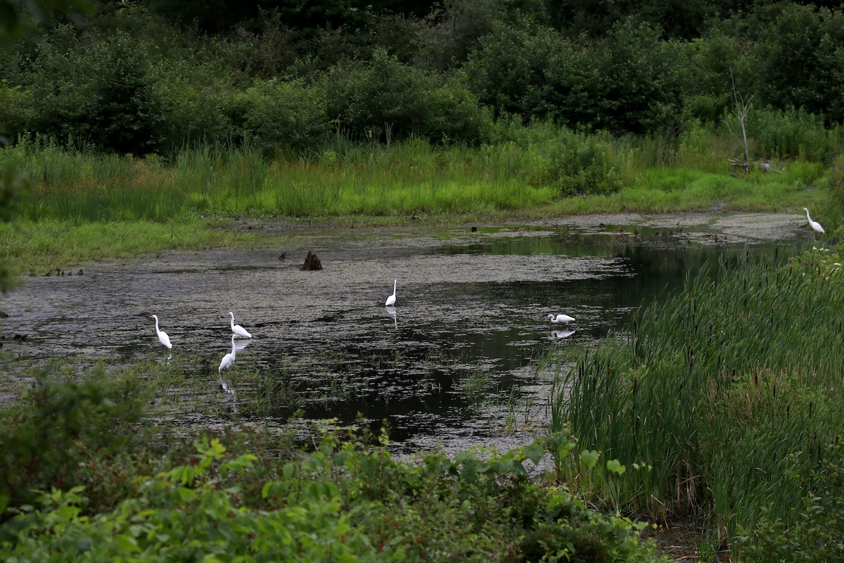 Great Egret - ML212332191