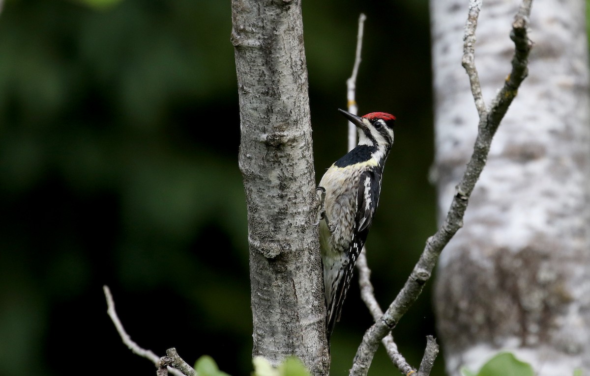 Yellow-bellied Sapsucker - ML212333251