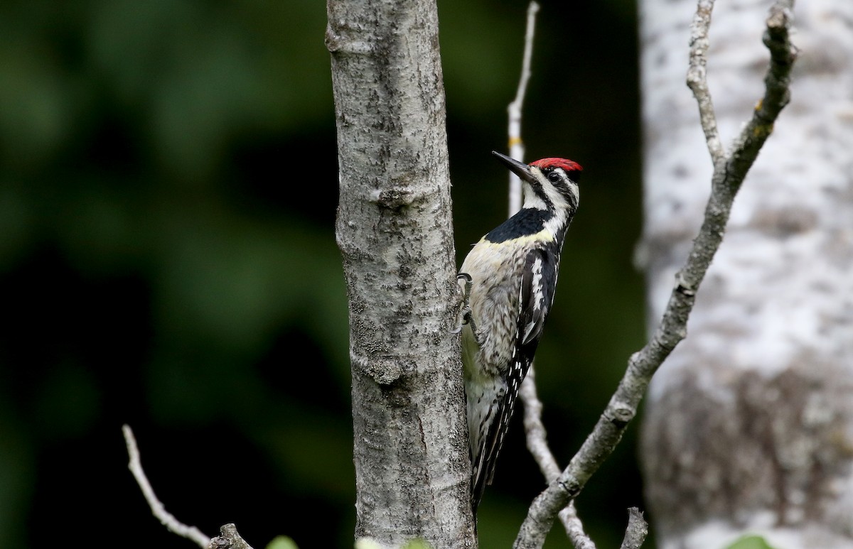 Yellow-bellied Sapsucker - ML212333311