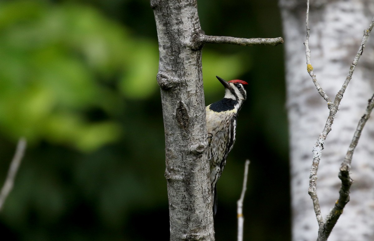 Yellow-bellied Sapsucker - ML212333331