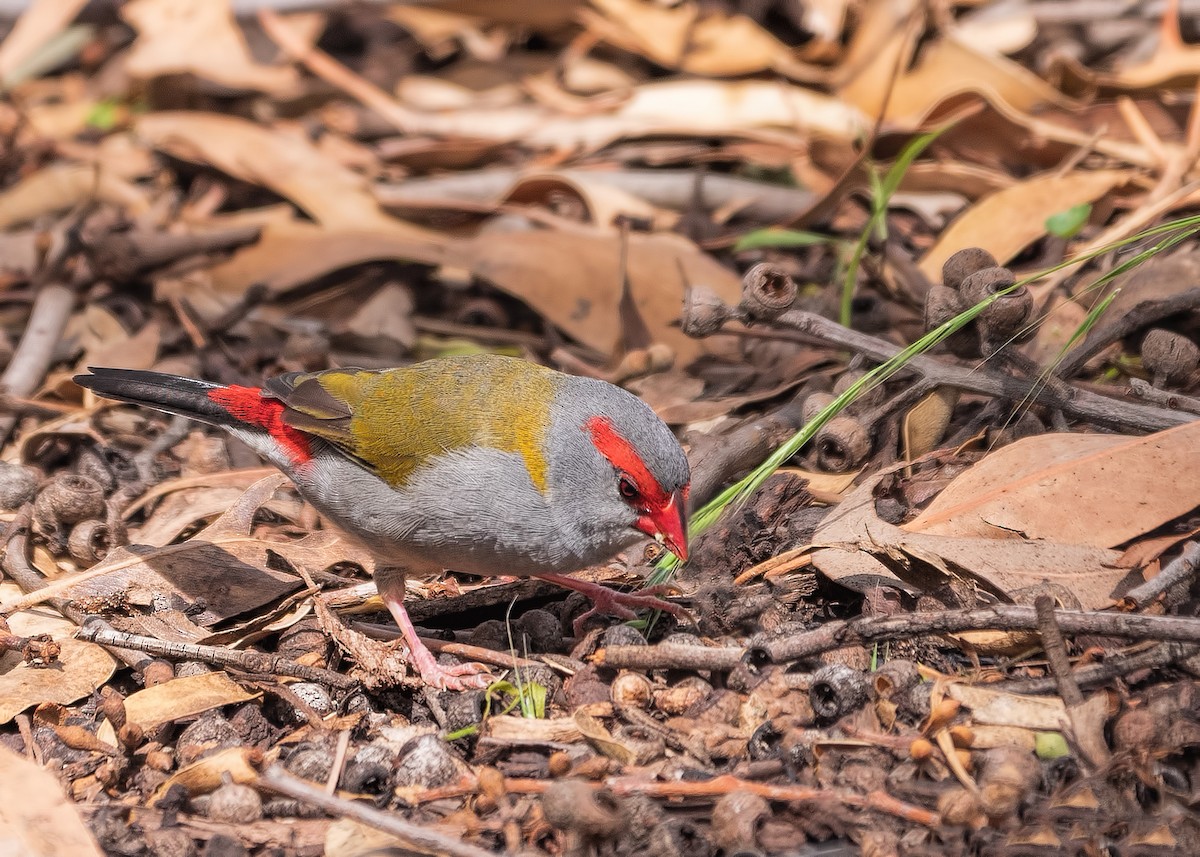 Red-browed Firetail - Julie Clark