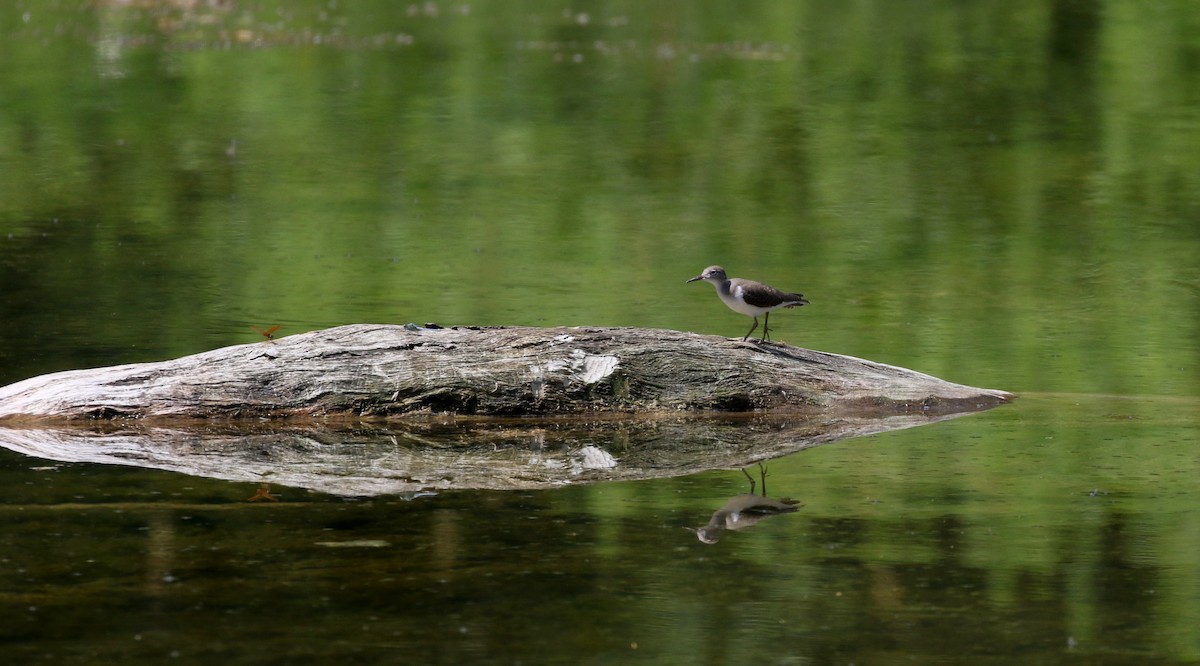 Spotted Sandpiper - Jay McGowan