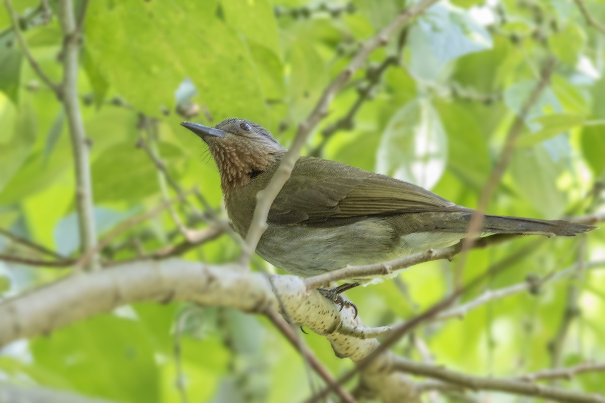 Philippine Bulbul - ML212336781