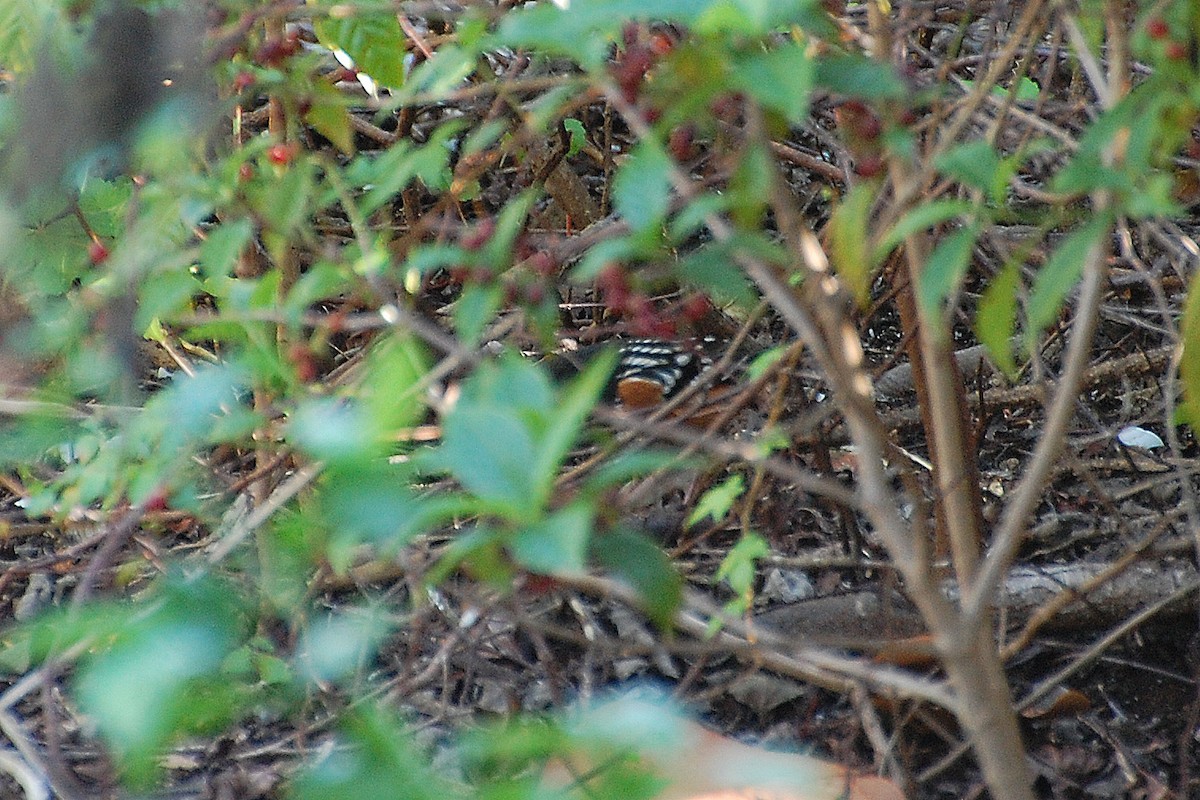 Spotted Towhee - ML212339371