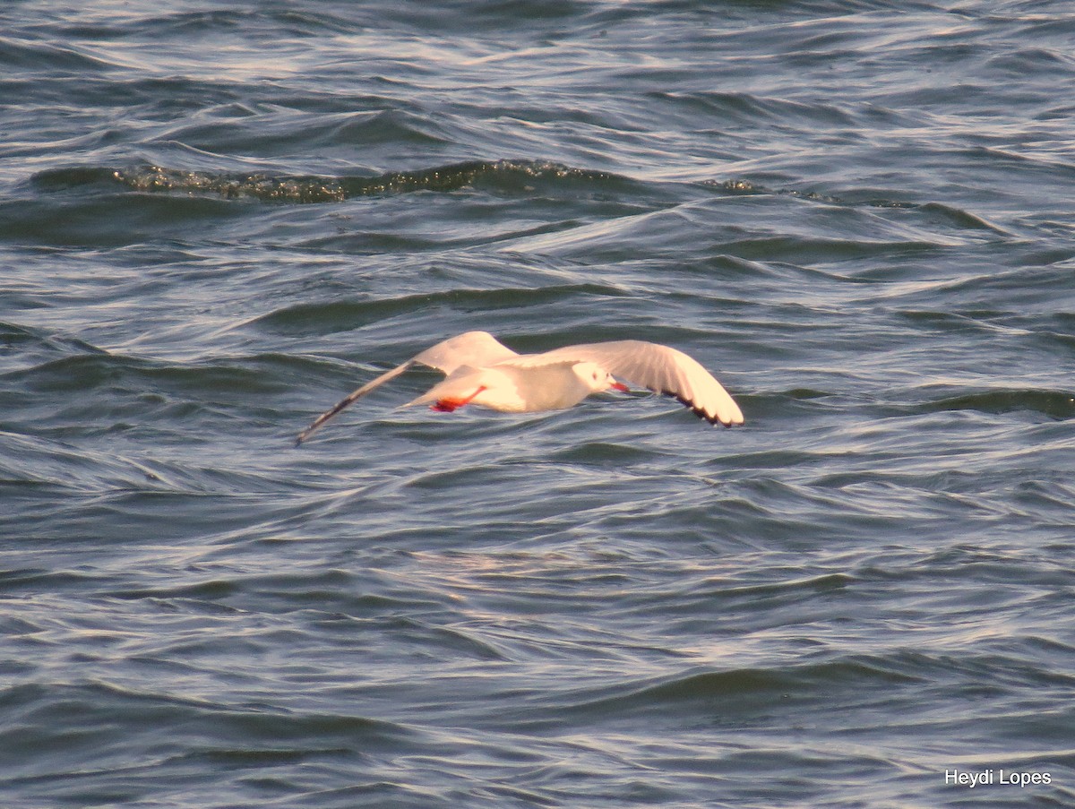 Black-headed Gull - ML21234201