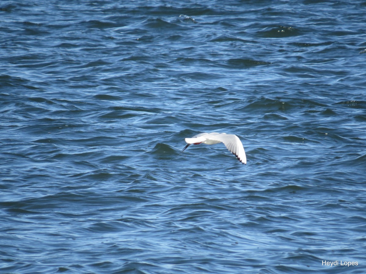 Black-headed Gull - ML21234211