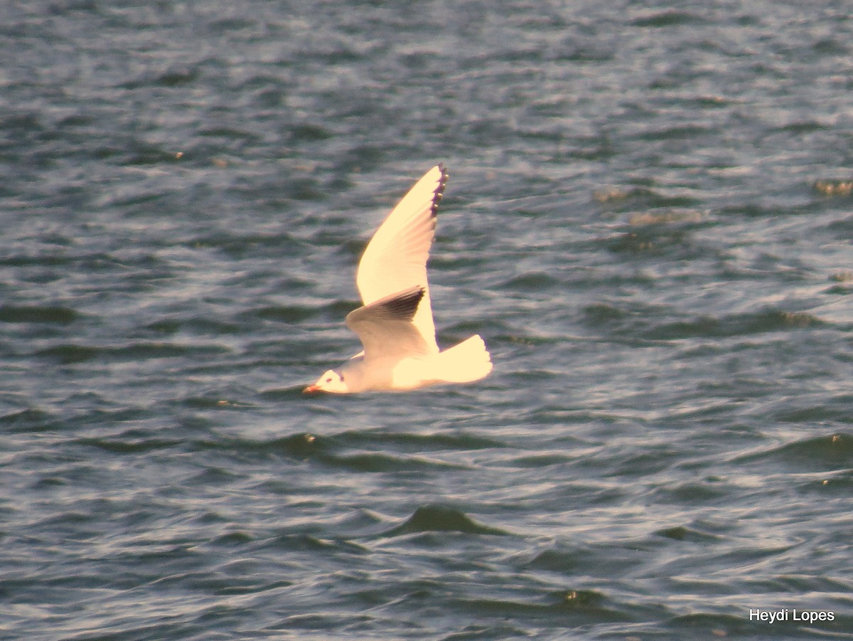 Black-headed Gull - ML21234221