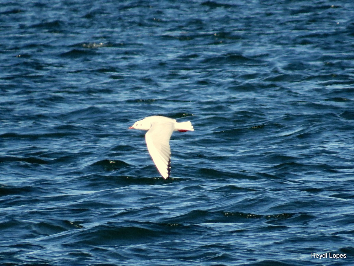 Black-headed Gull - ML21234231