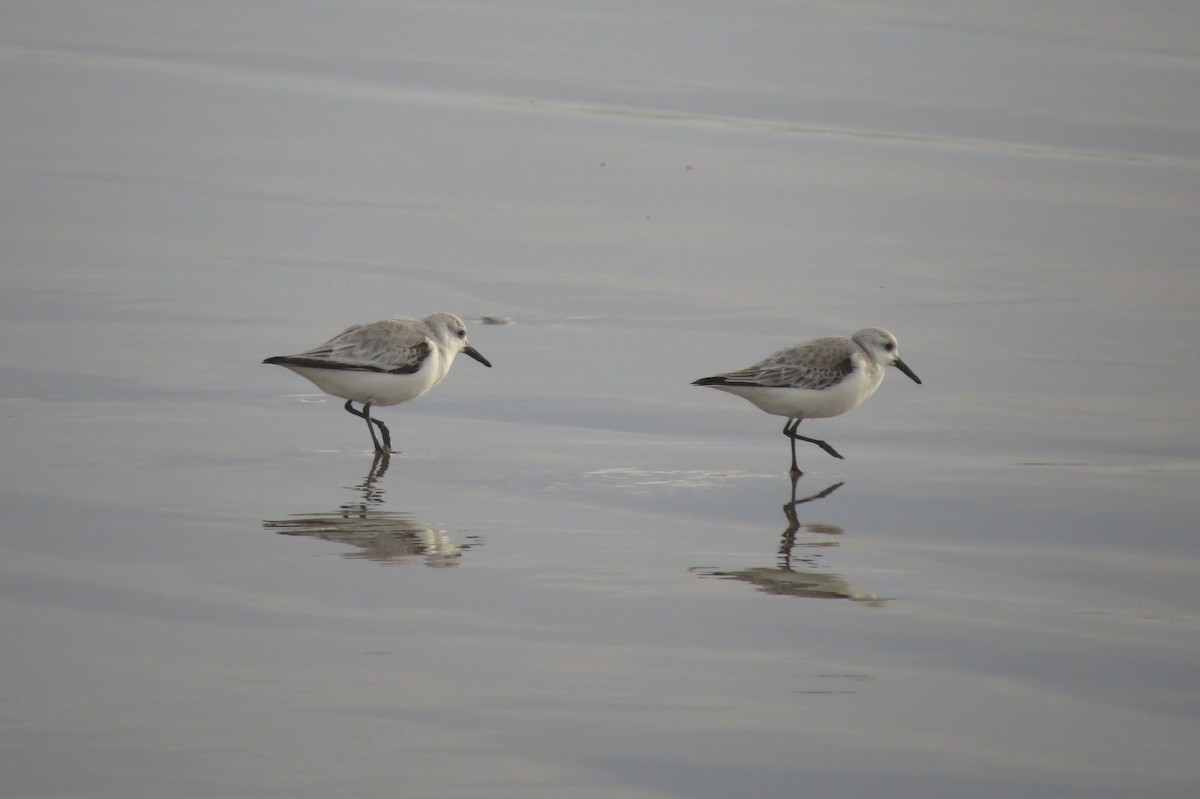 Sanderling - ML212346191