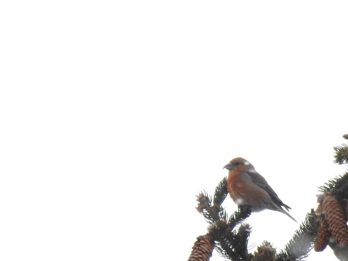 Red Crossbill - ML212346541