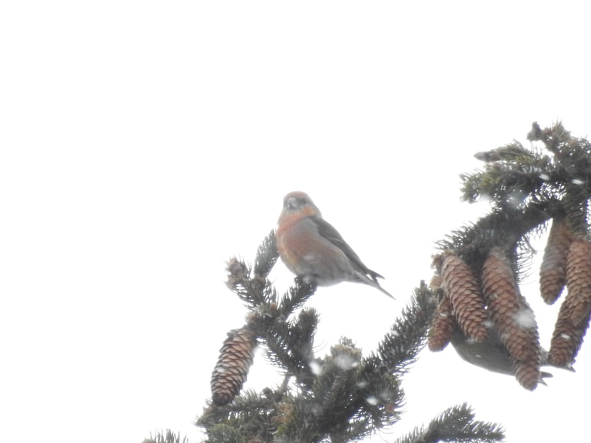 Red Crossbill - ML212346551