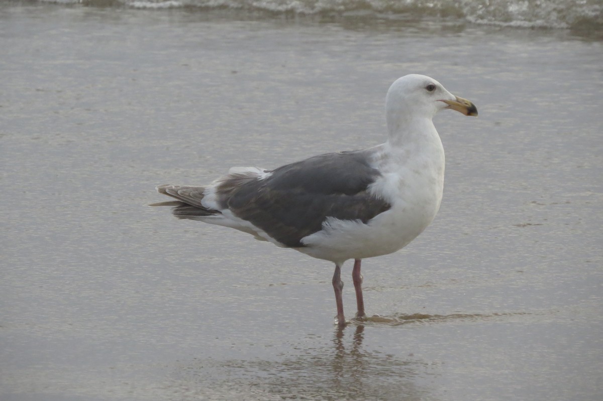 Glaucous-winged Gull - ML212346571