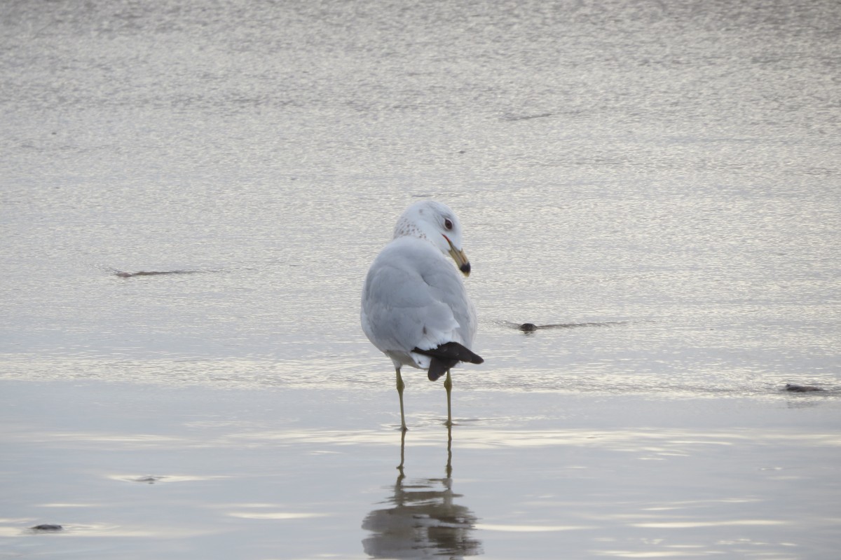 Gaviota Californiana - ML212346951