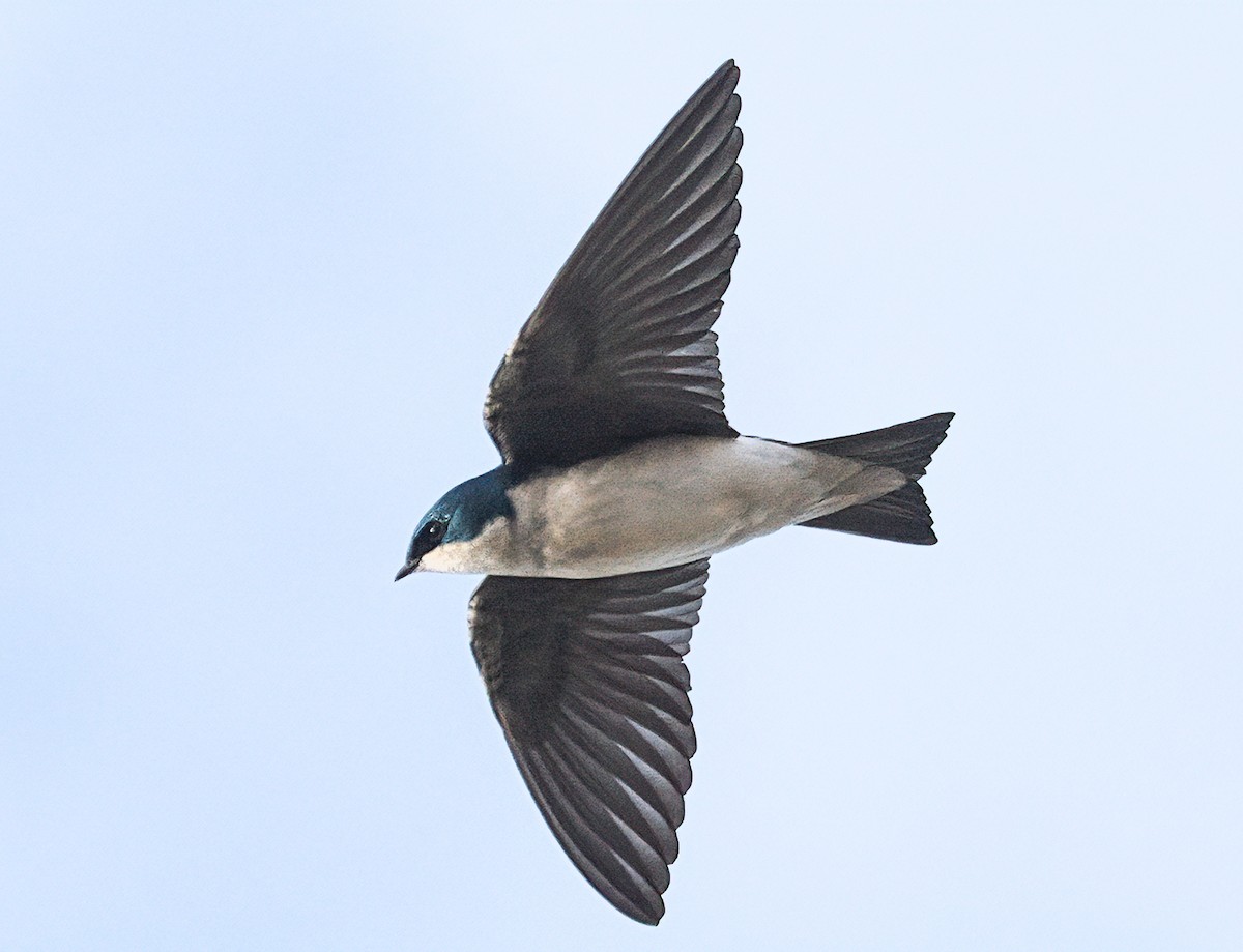 Tree Swallow - ML212347701