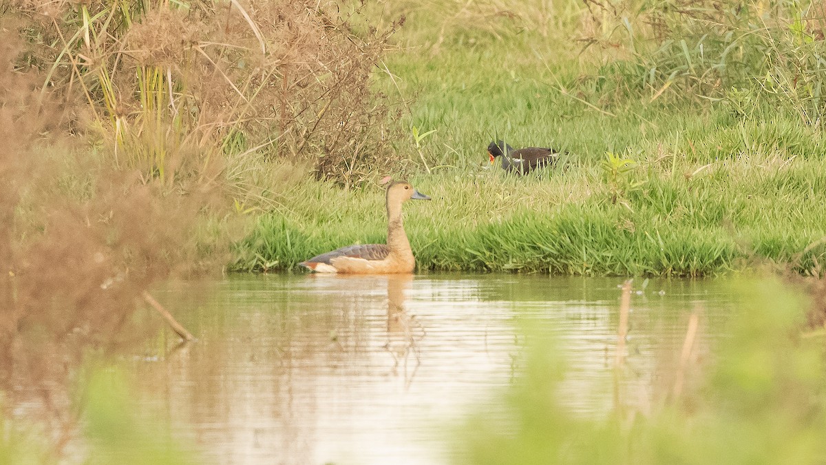 Dendrocygne siffleur - ML212347721