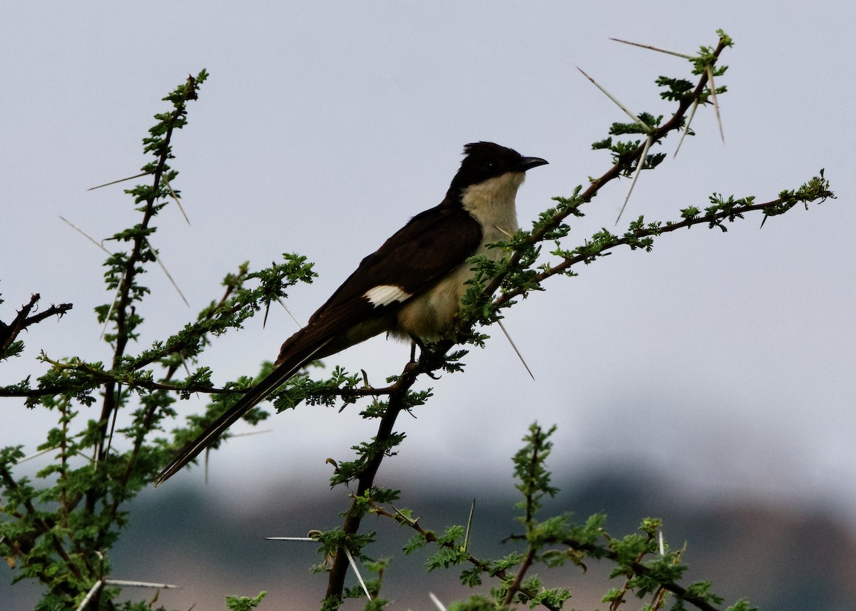 Pied Cuckoo - Peder Svingen