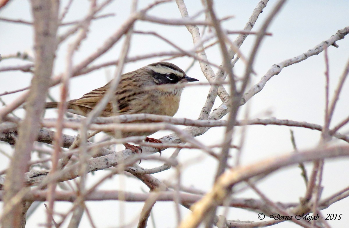 Radde's Accentor (Radde's) - ML21234921