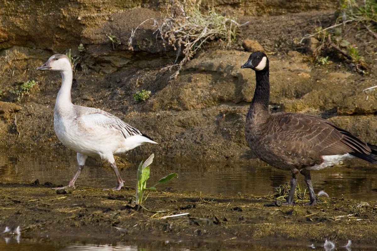 Canada Goose (occidentalis/fulva) - Garrett Lau