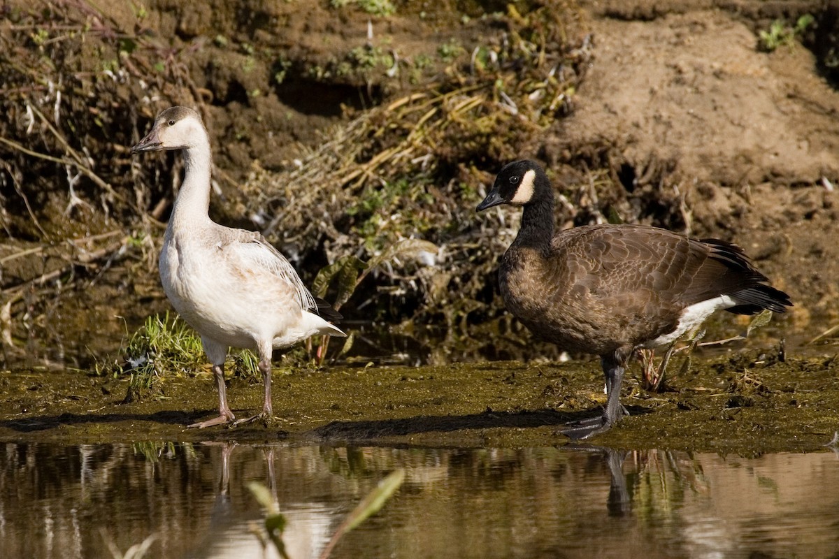 Canada Goose (occidentalis/fulva) - ML212350291