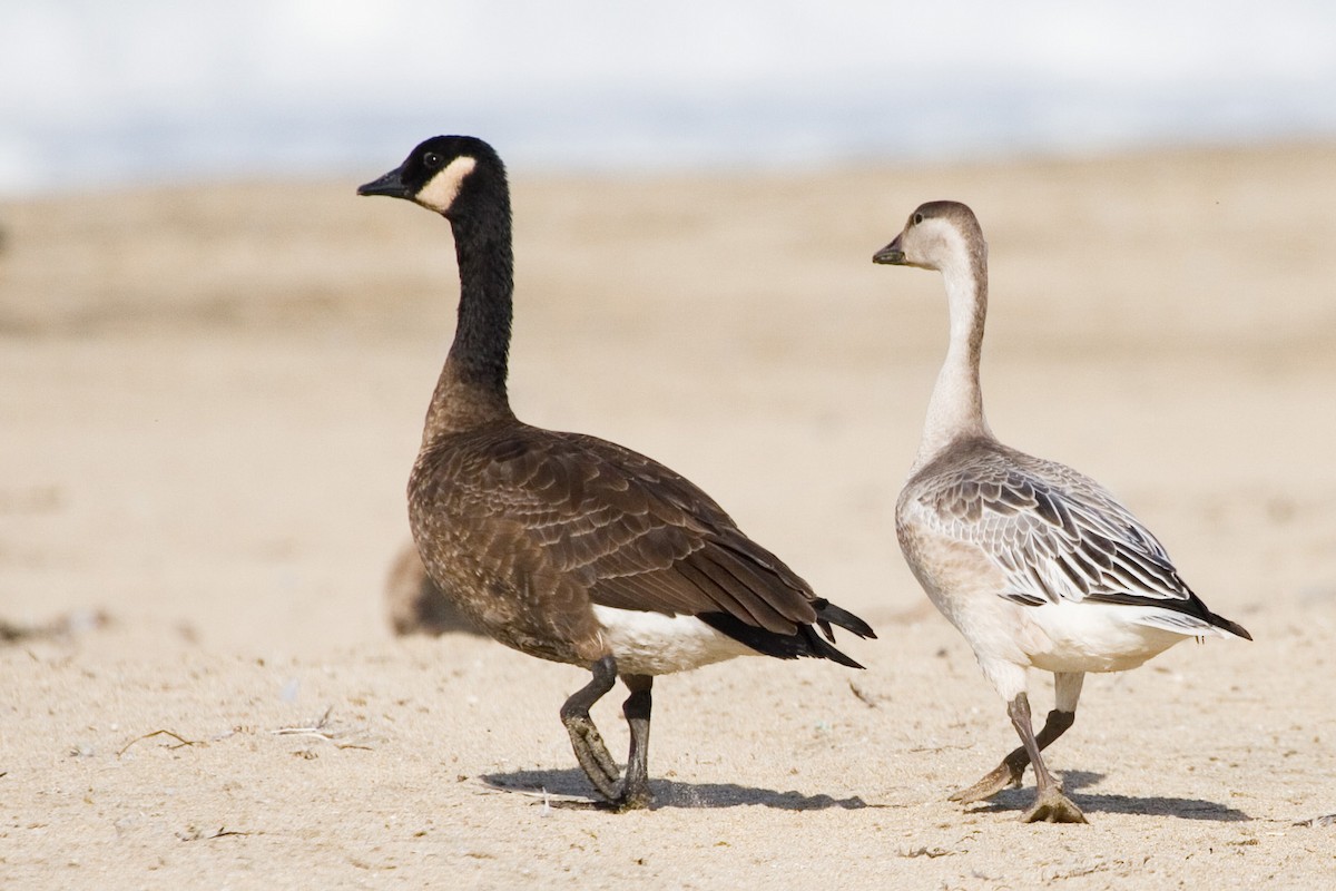 Canada Goose (occidentalis/fulva) - ML212350311