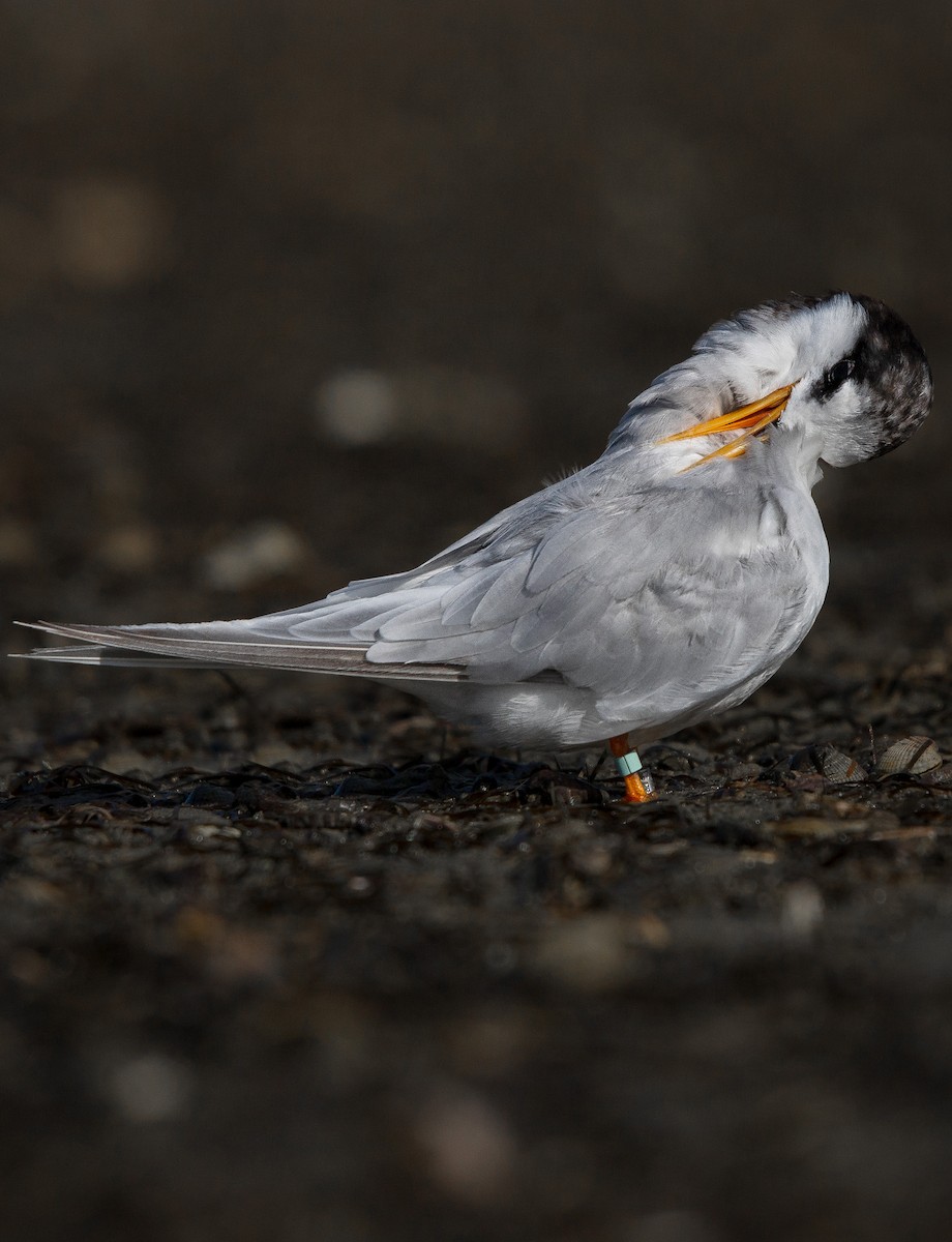 Australian Fairy Tern - ML212352151