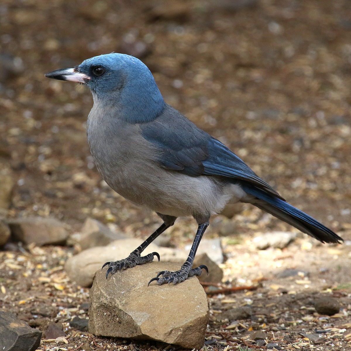 Mexican Jay - ML212352421