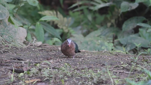 Asian Emerald Dove - ML212353191