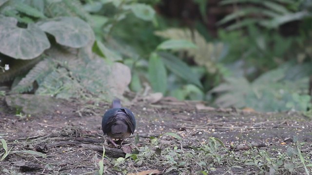 Asian Emerald Dove - ML212353301