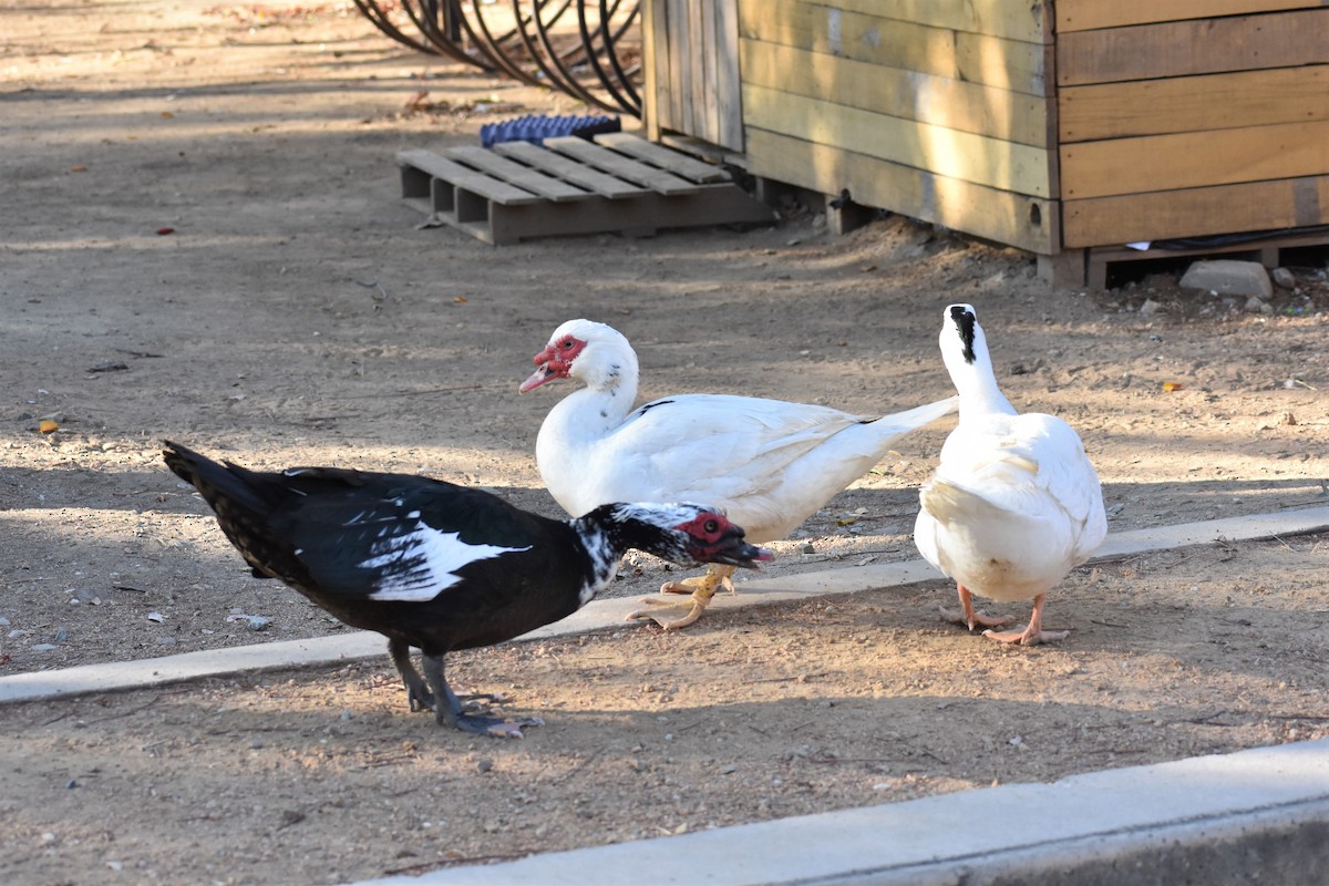 Muscovy Duck (Domestic type) - ML212353441
