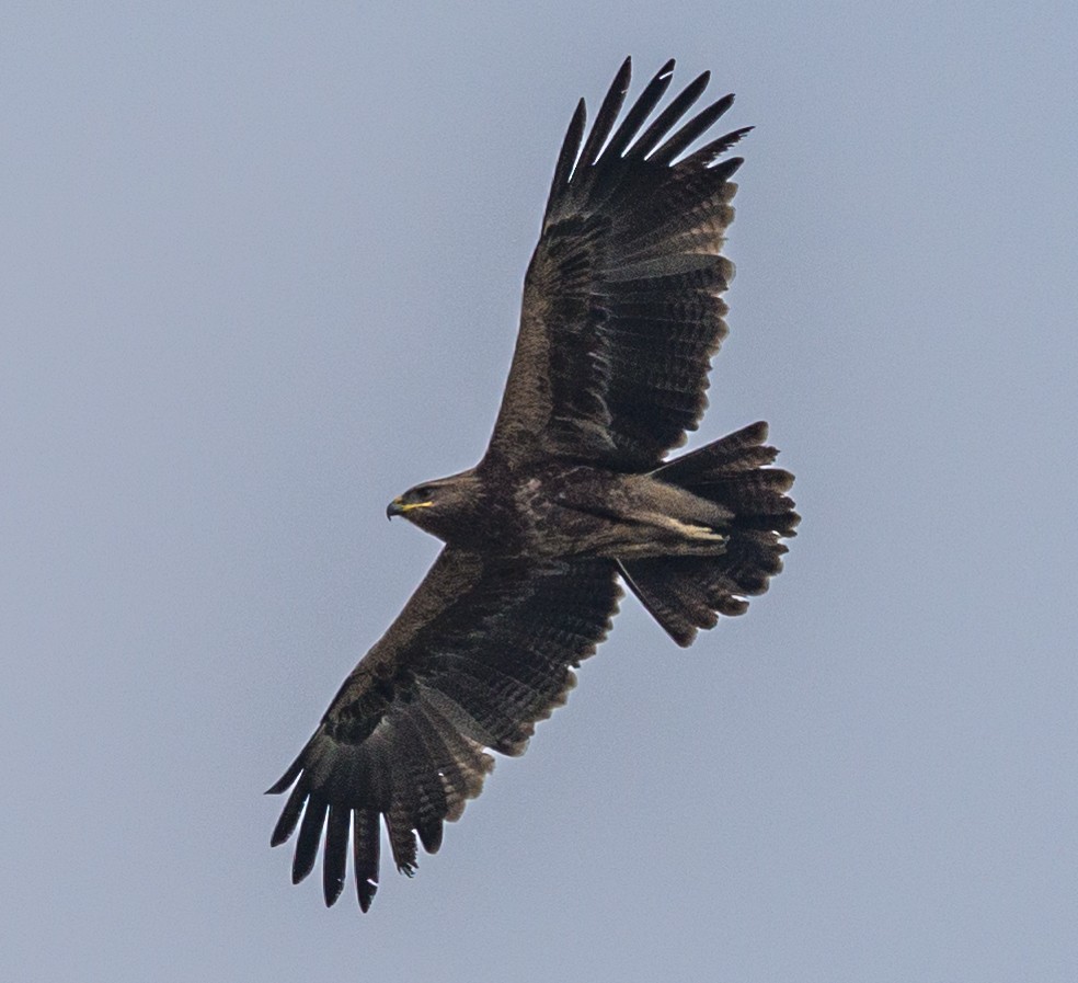 Indian Spotted Eagle - ML212356681