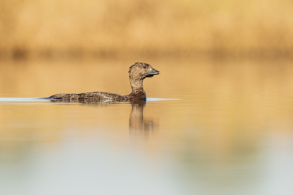 Musk Duck - ML212358051
