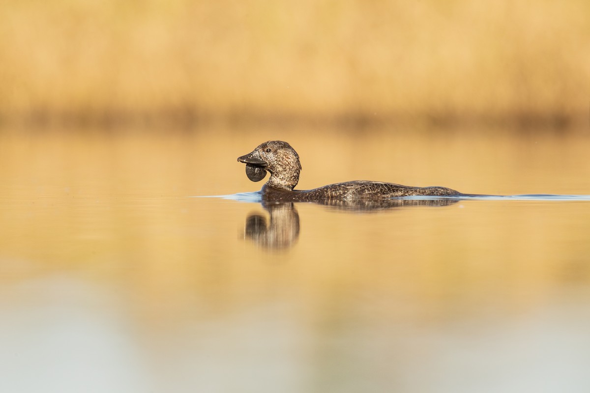 Musk Duck - ML212358061